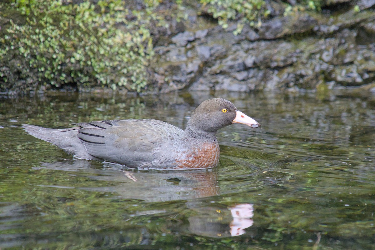 kaskadeand - ML644710057