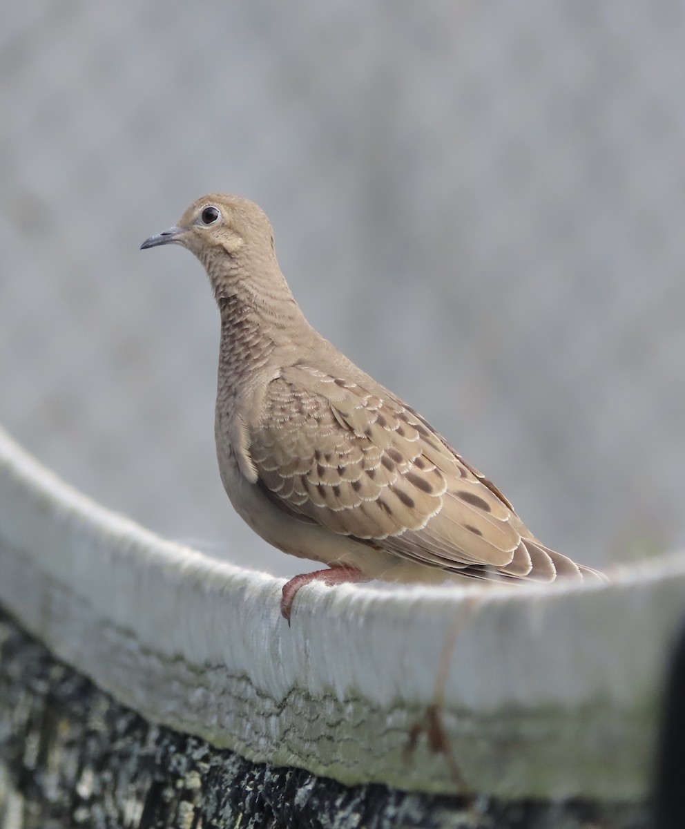 Mourning Dove - ML644710061