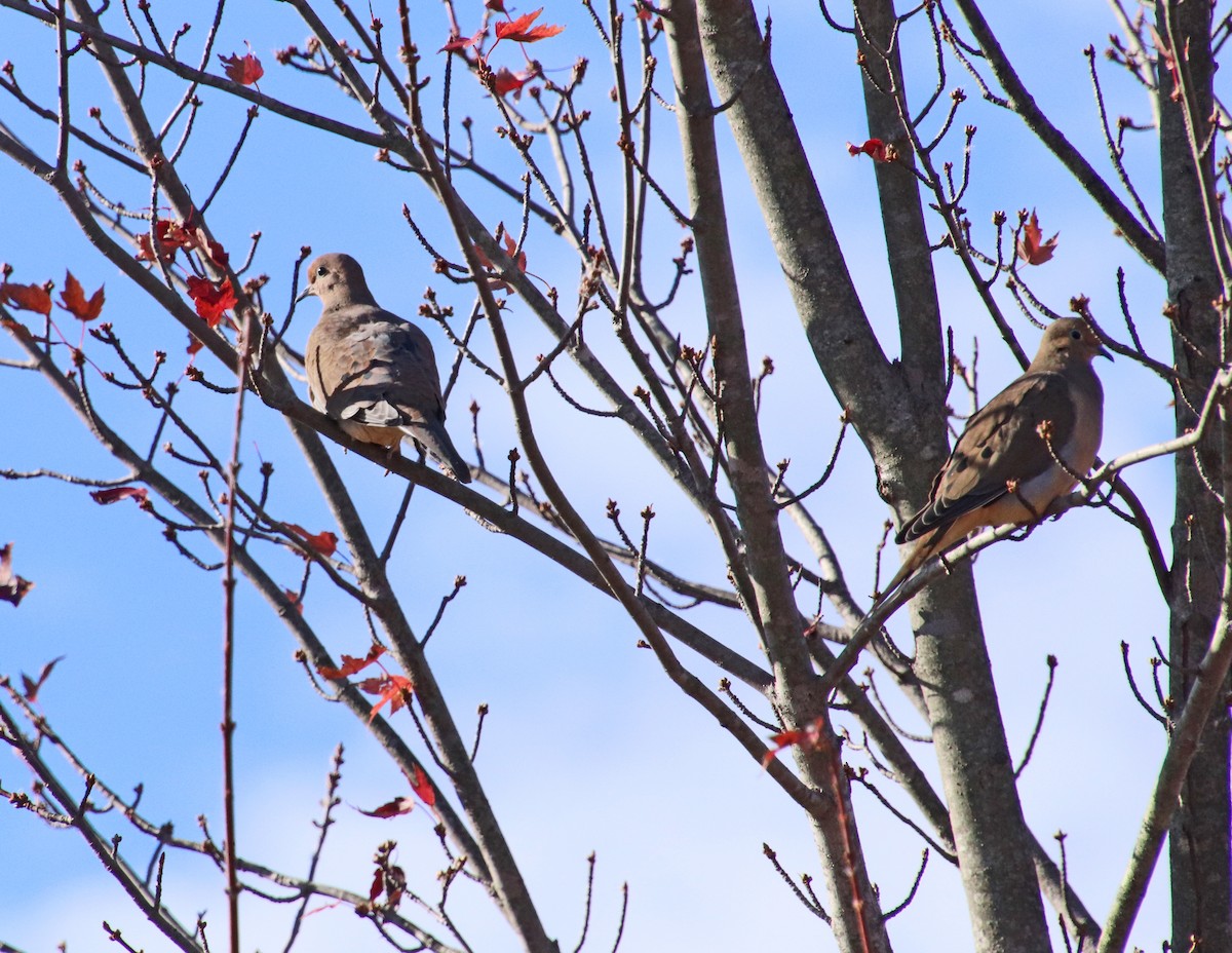 Mourning Dove - ML644710064