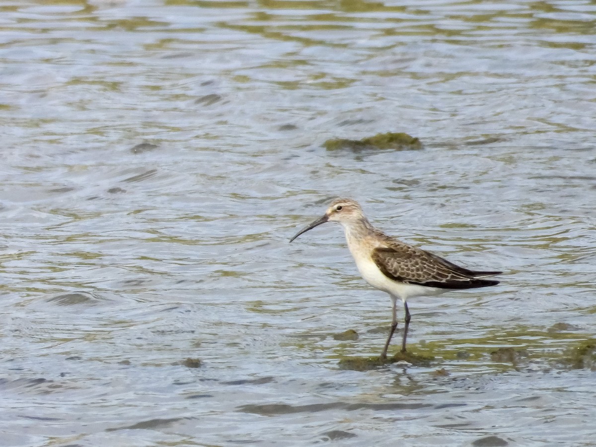 Txirri kurlinta - ML644710067