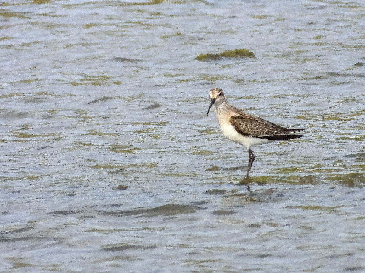 Txirri kurlinta - ML644710068