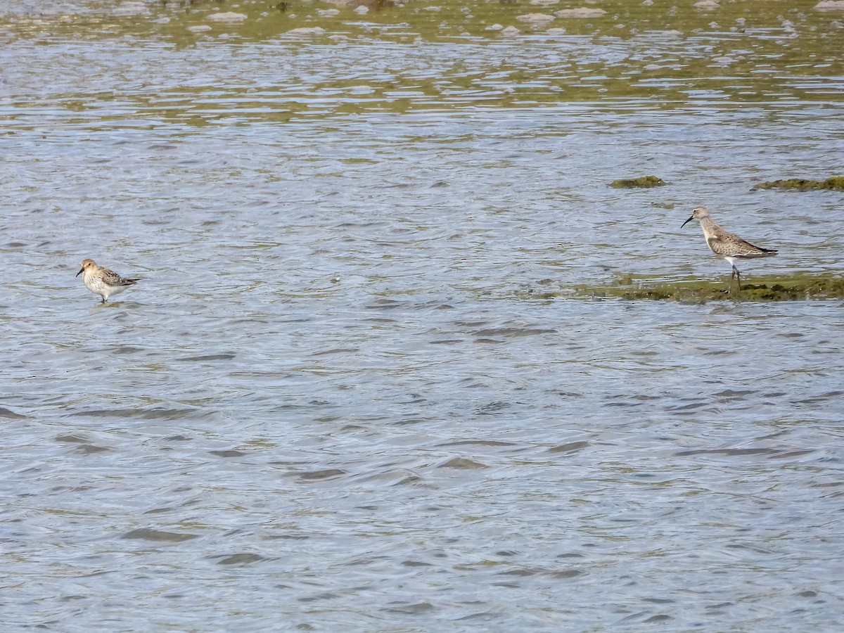 Txirri kurlinta - ML644710069