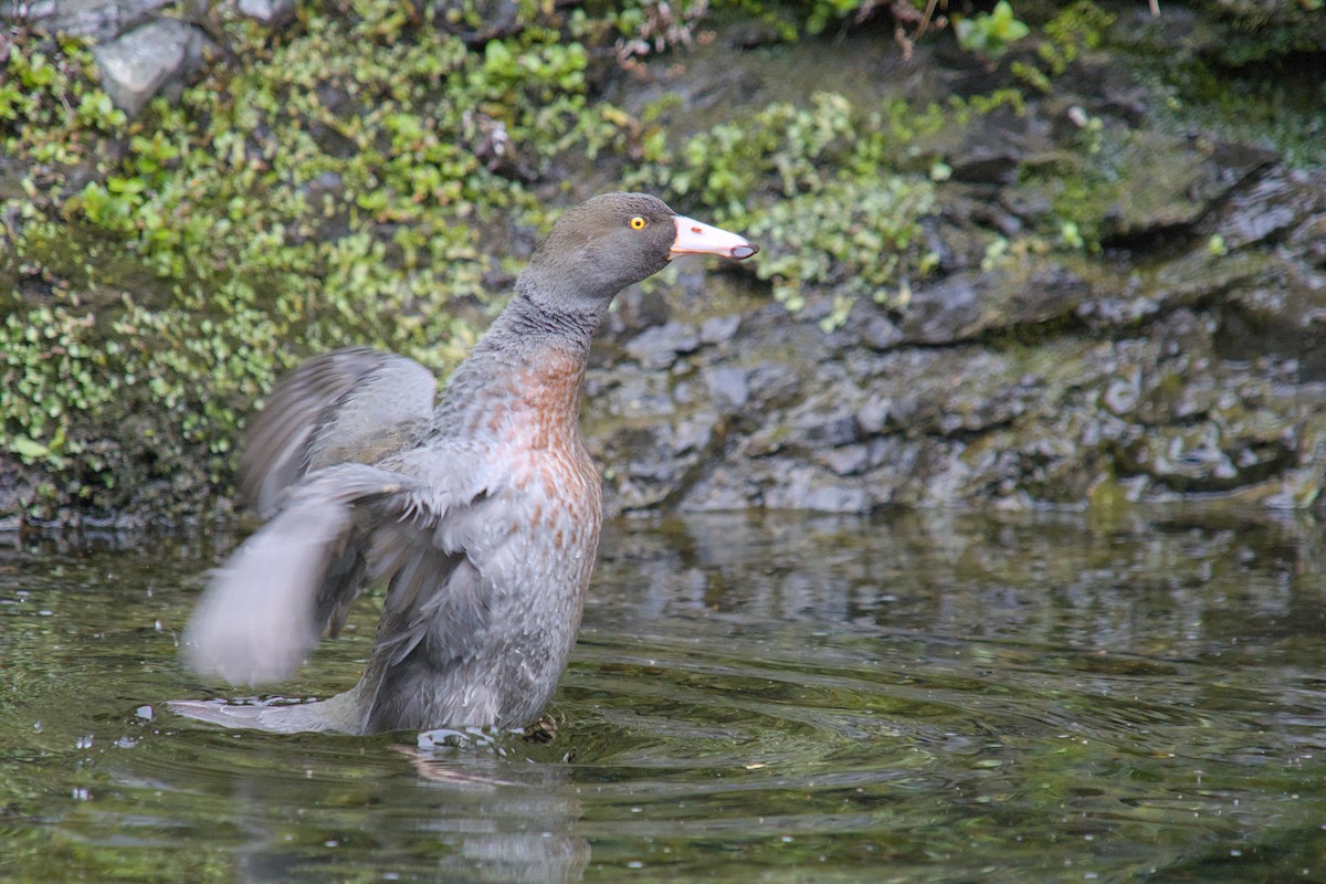 kaskadeand - ML644710070