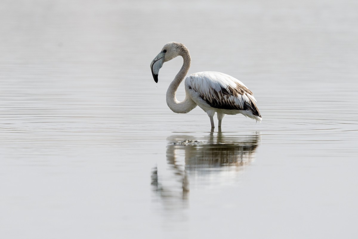 Flamenko handia - ML644710071