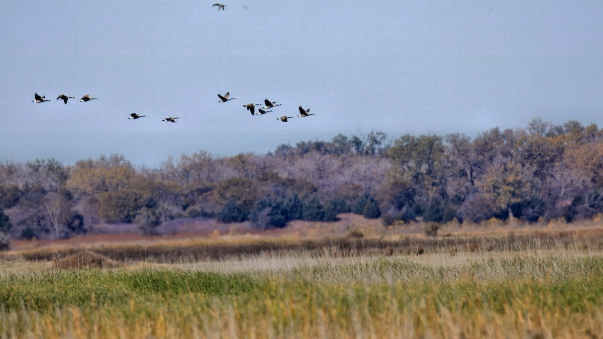 ברנטה קנדית - ML644710076