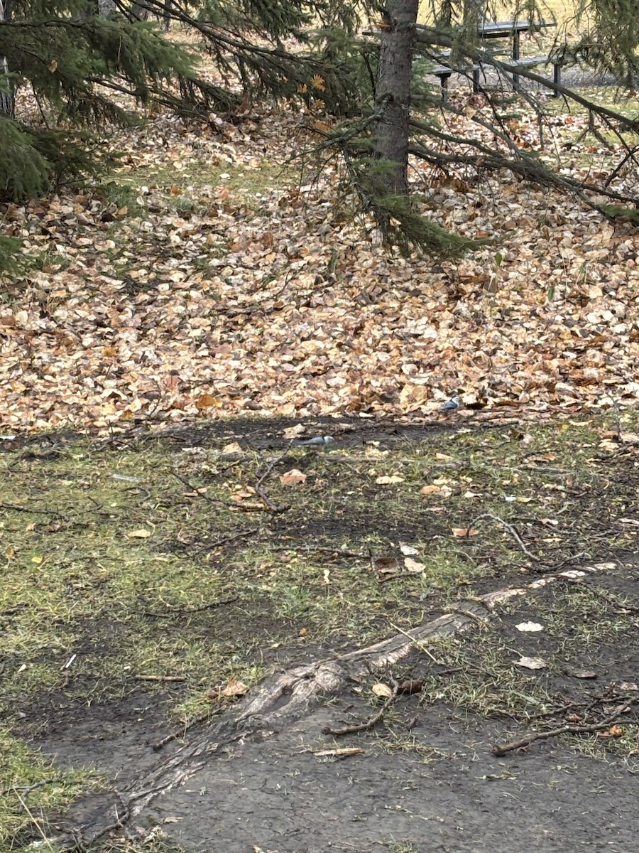 White-breasted Nuthatch - ML644710077