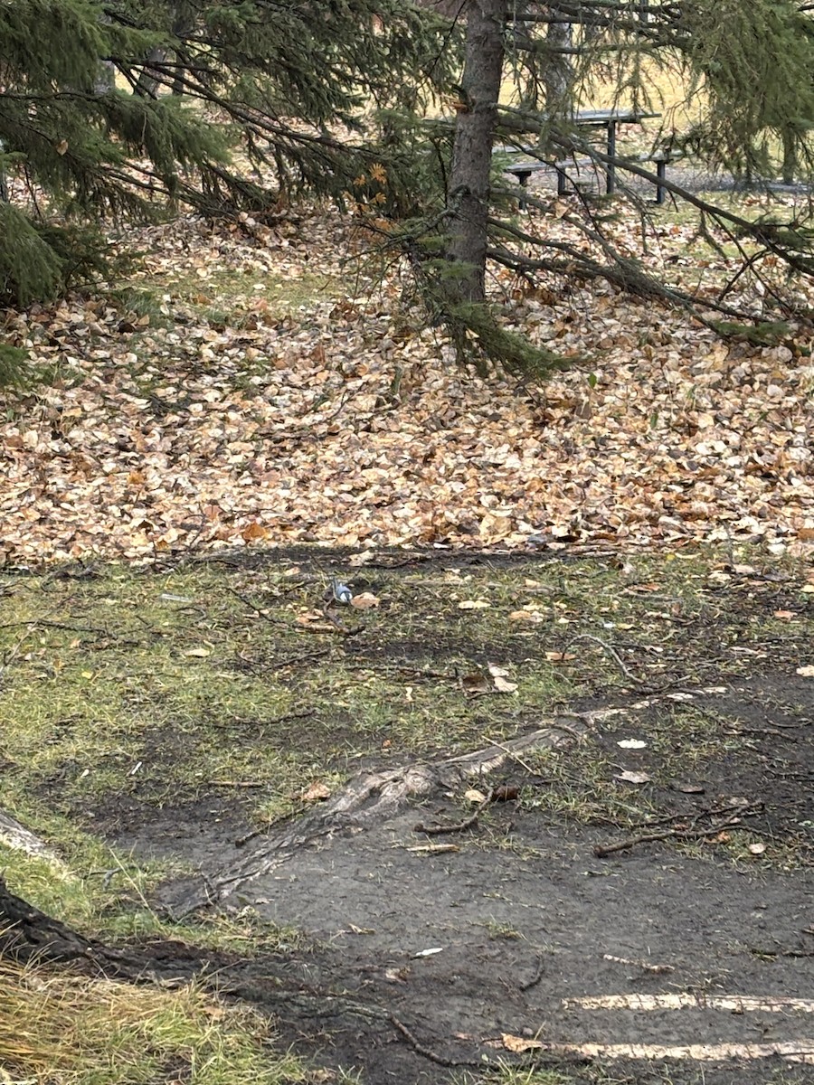 White-breasted Nuthatch - ML644710078