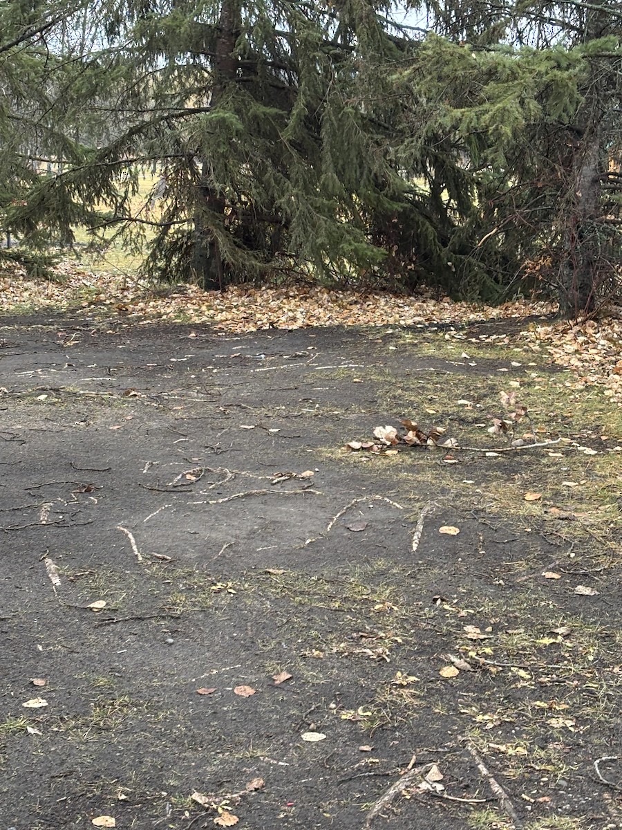 White-breasted Nuthatch - ML644710080