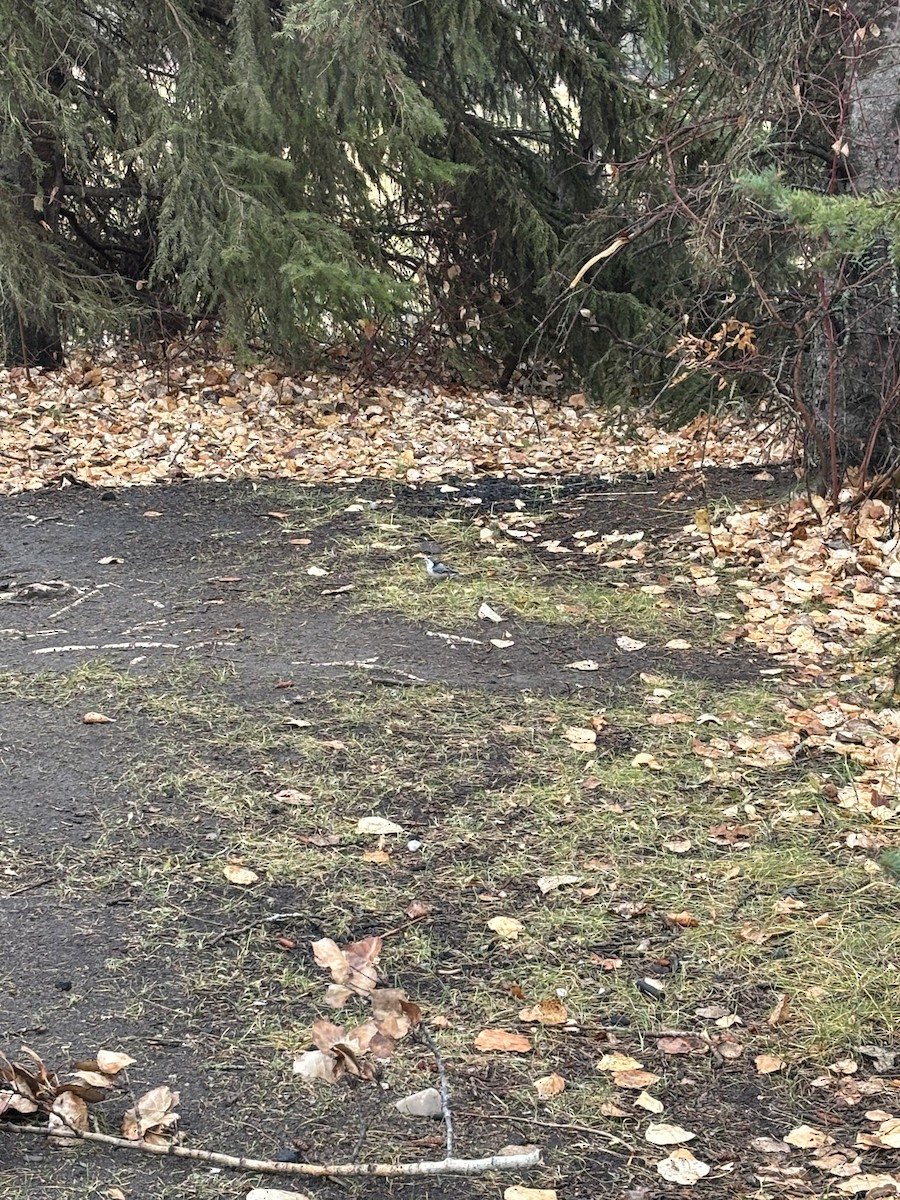 White-breasted Nuthatch - ML644710081