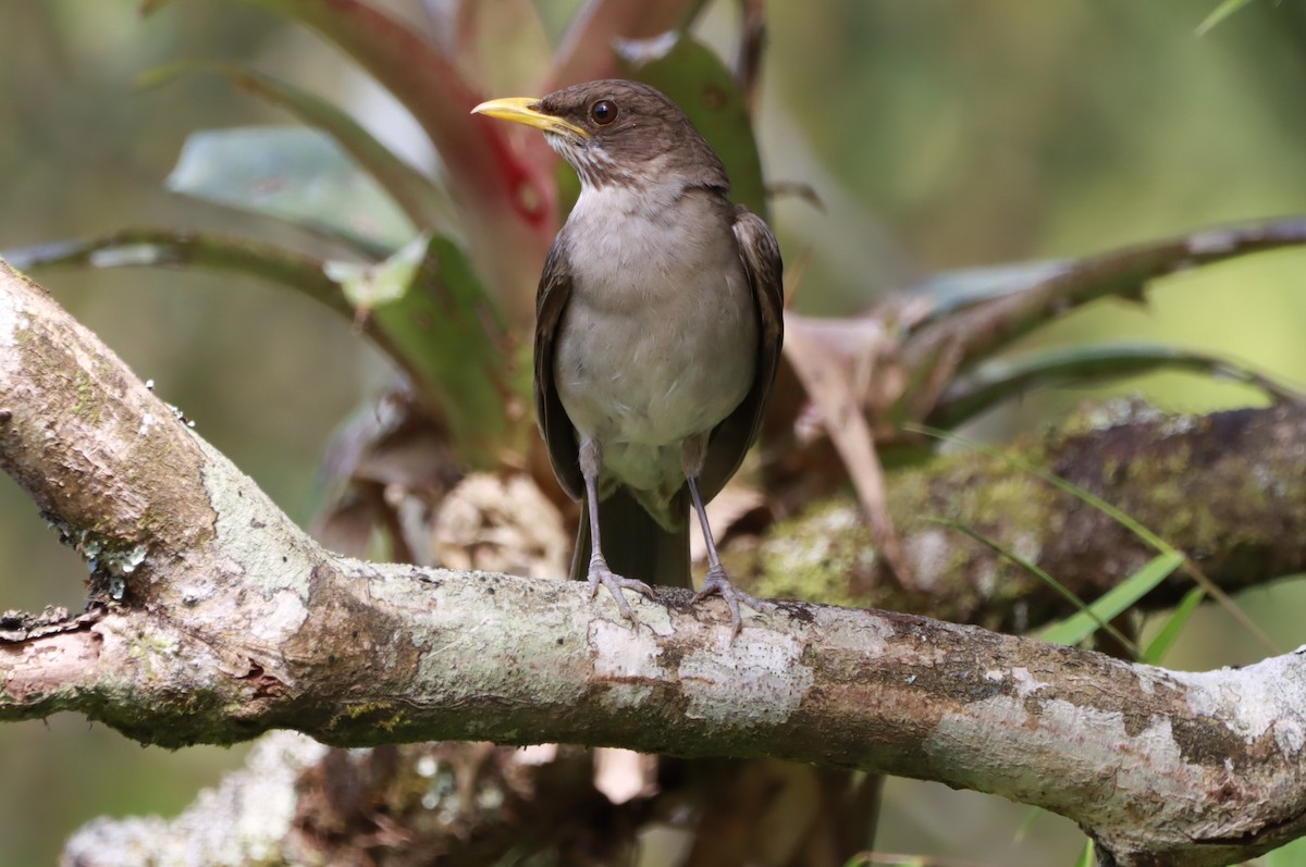 Creamy-bellied Thrush - ML644710083