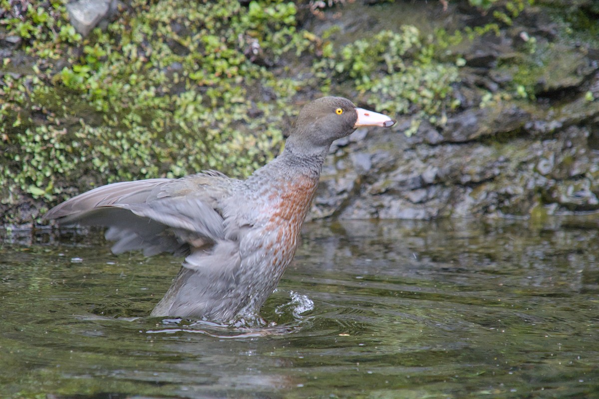 kaskadeand - ML644710084