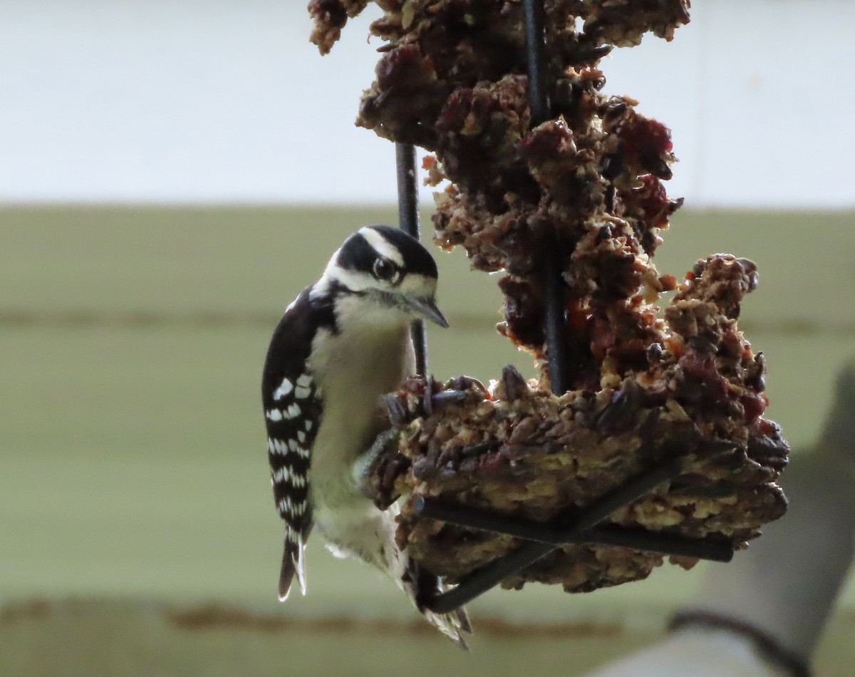 Pic mineur - ML644710087