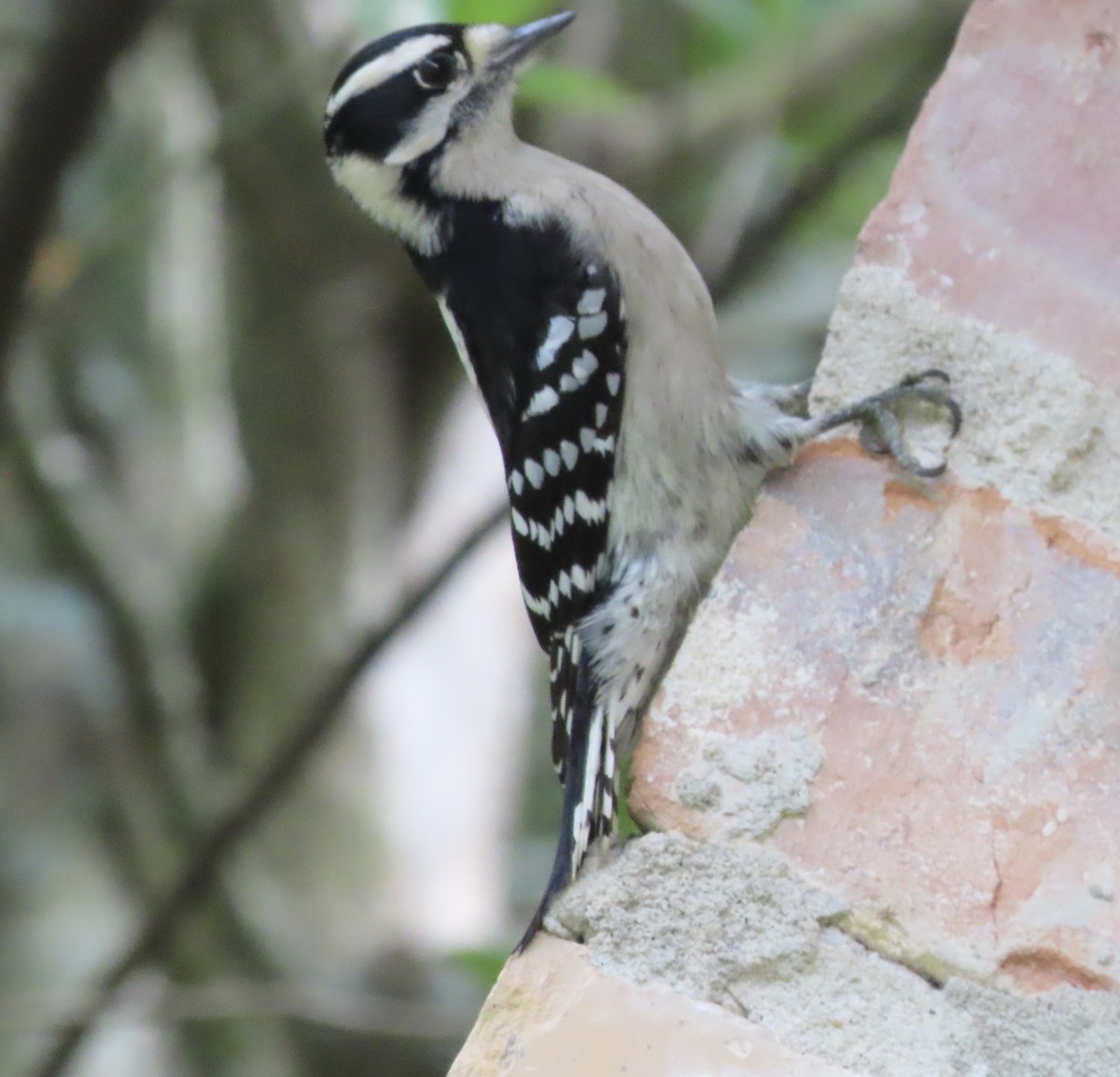 Pic mineur - ML644710089