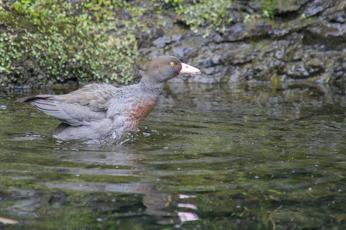 kaskadeand - ML644710091