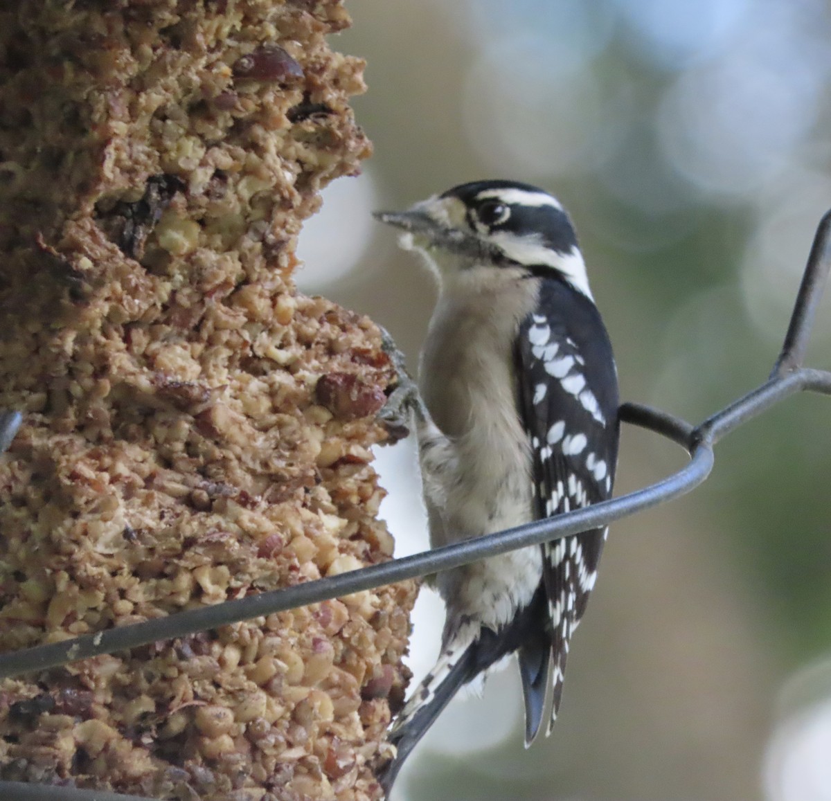 Pic mineur - ML644710093