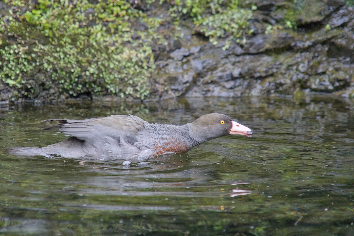 kaskadeand - ML644710097