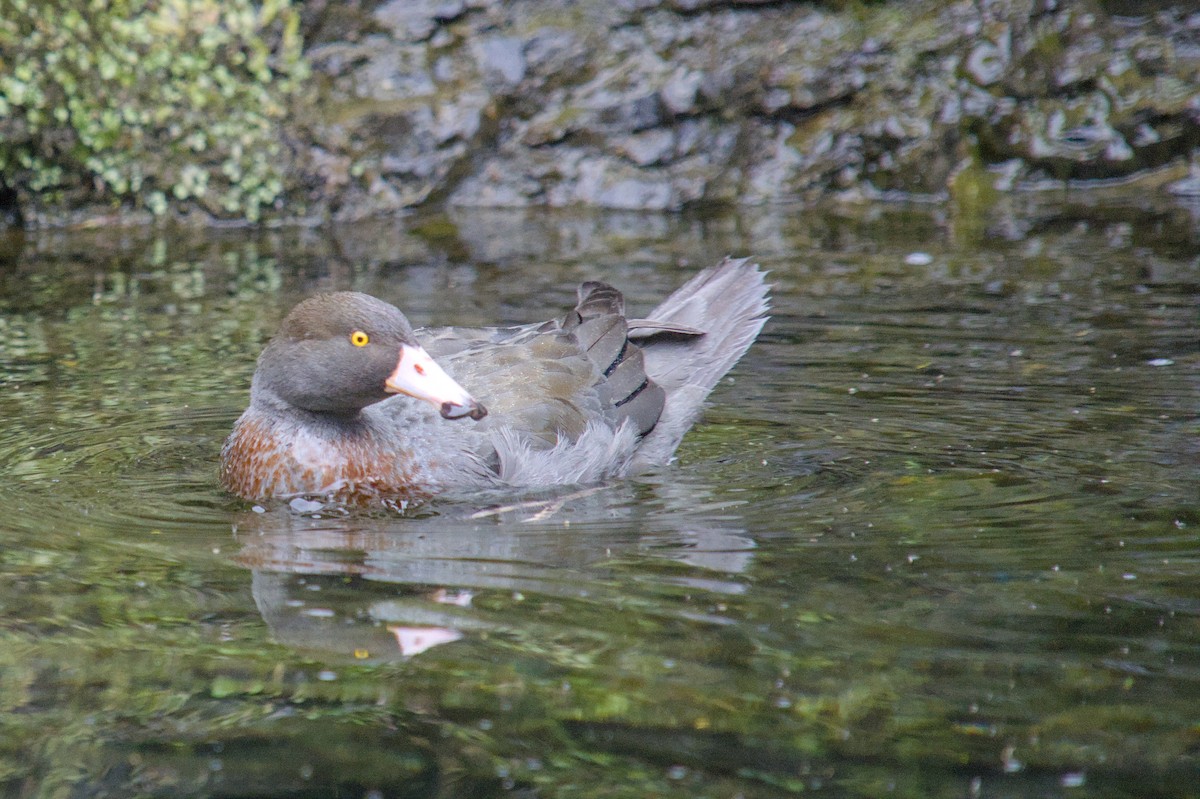 kaskadeand - ML644710104