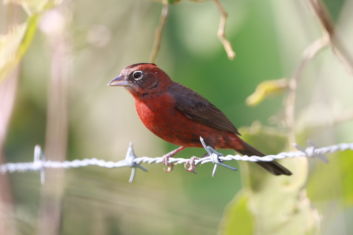 Red-crested Finch - ML644710114