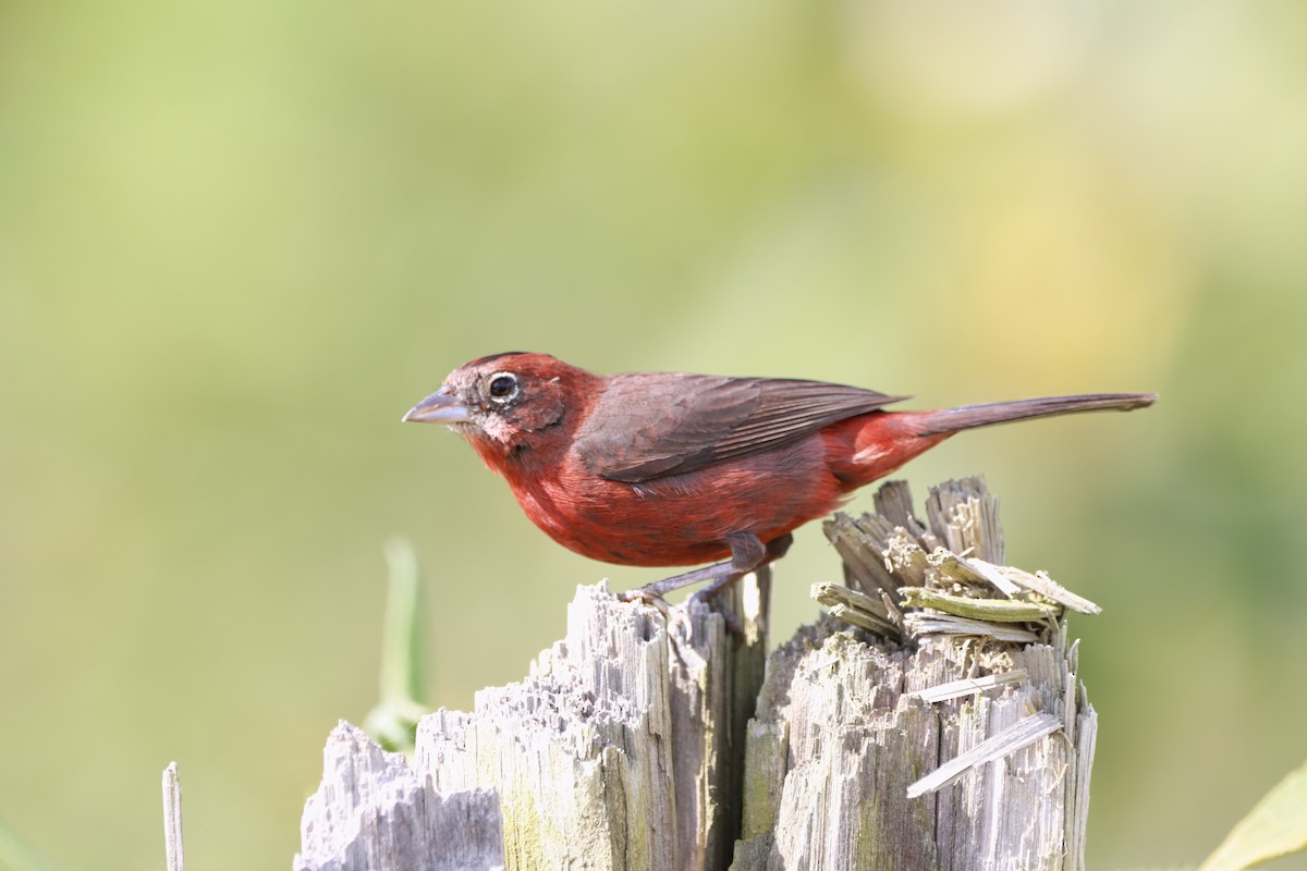 Red-crested Finch - ML644710115