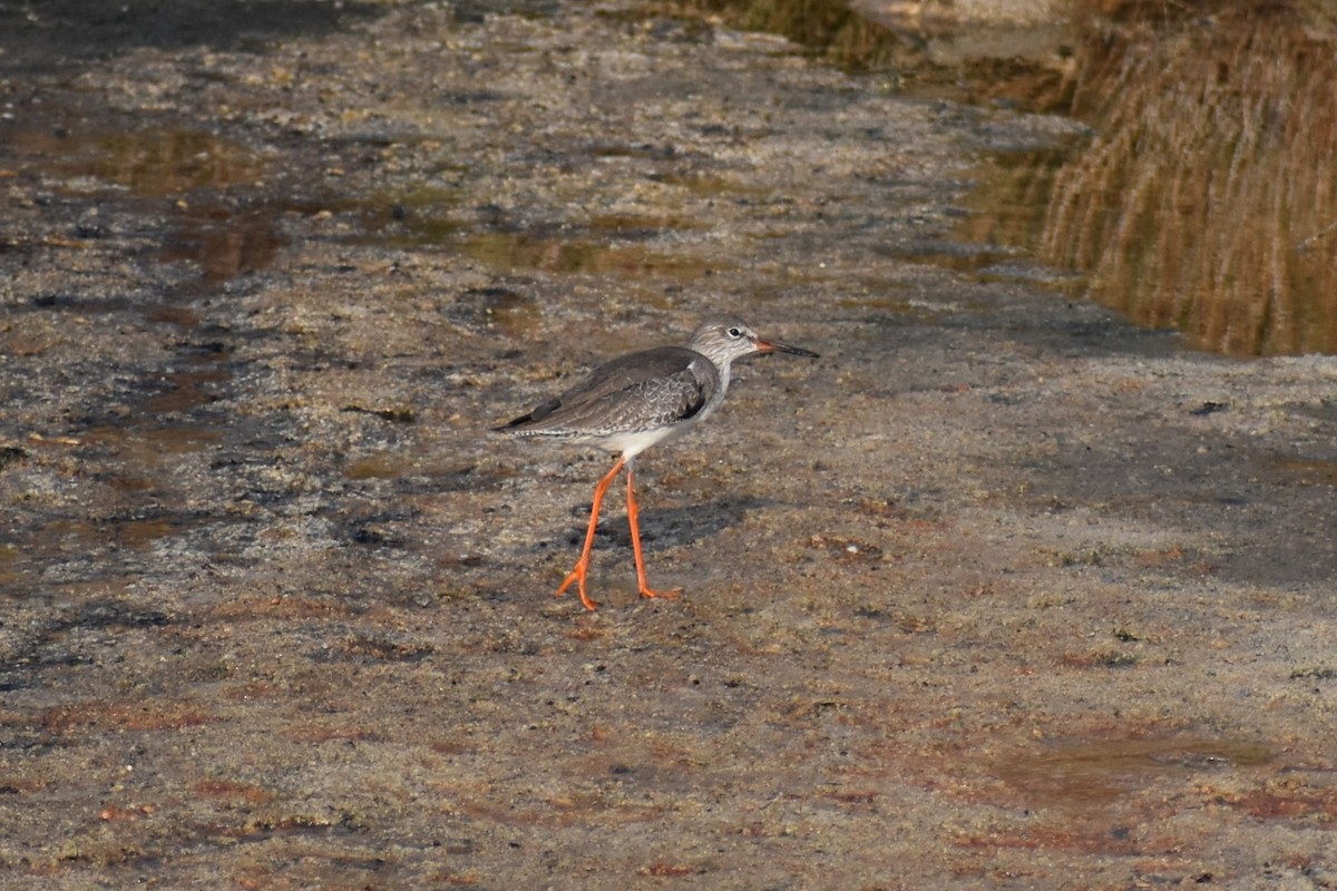 Common Redshank - ML644710122