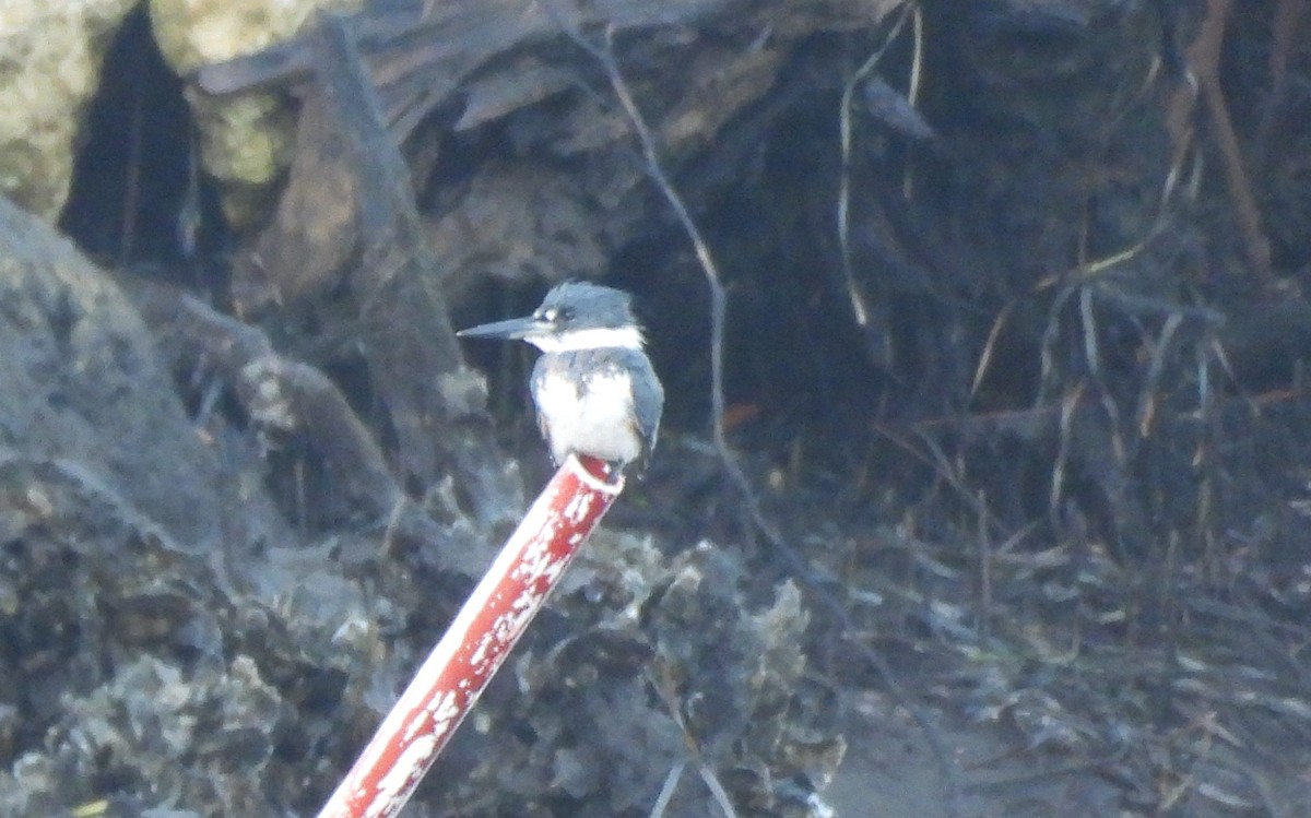 Belted Kingfisher - ML644710123