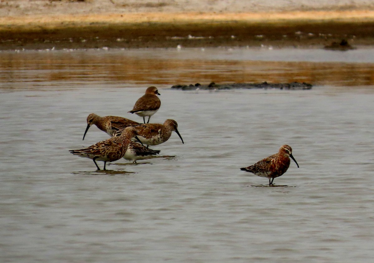 Curlew Sandpiper - ML644710125