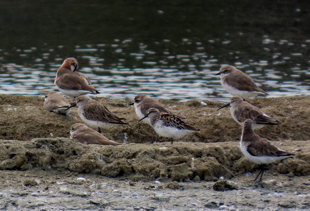 Curlew Sandpiper - ML644710126