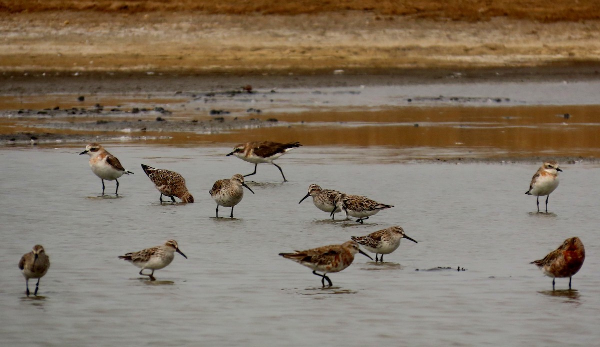 Curlew Sandpiper - ML644710127