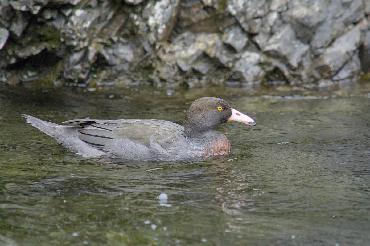 Blue Duck - ML644710128
