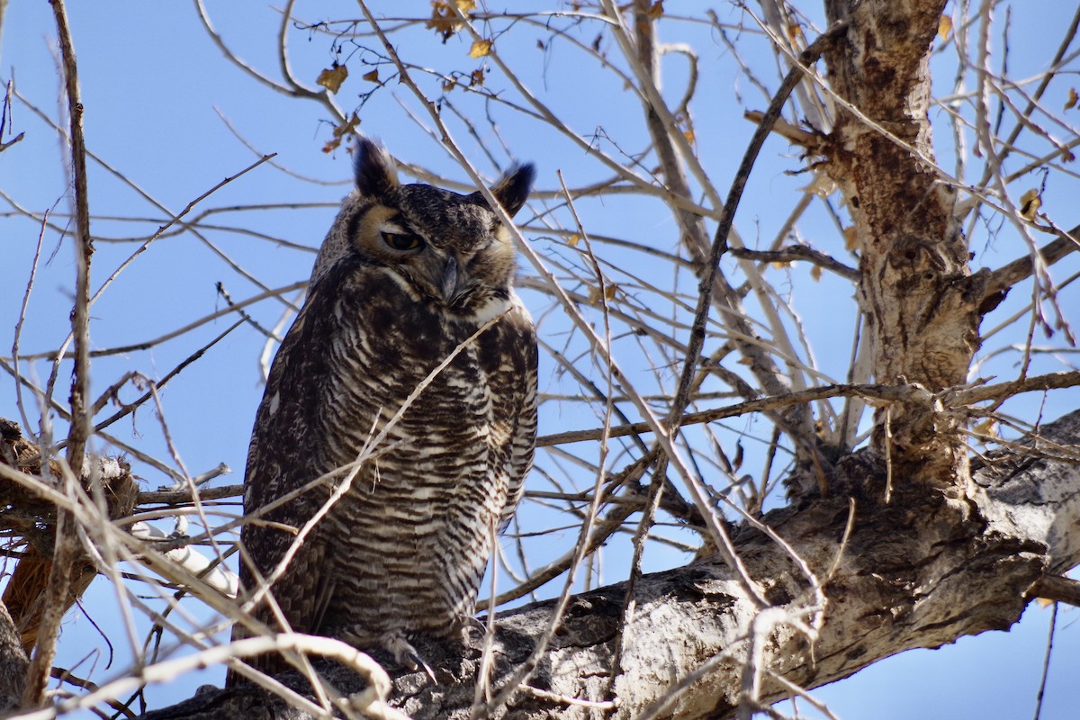 Great Horned Owl - ML644710129