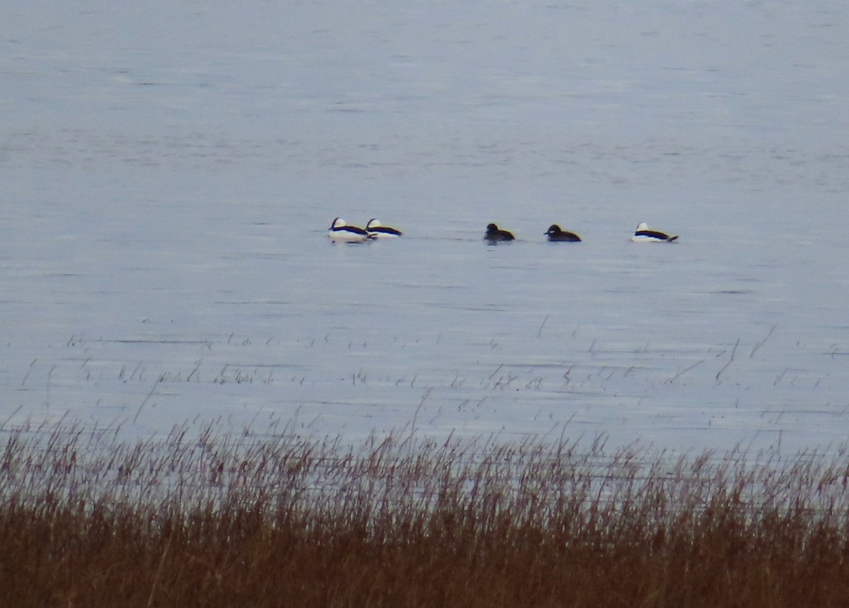 Bufflehead - ML644710130