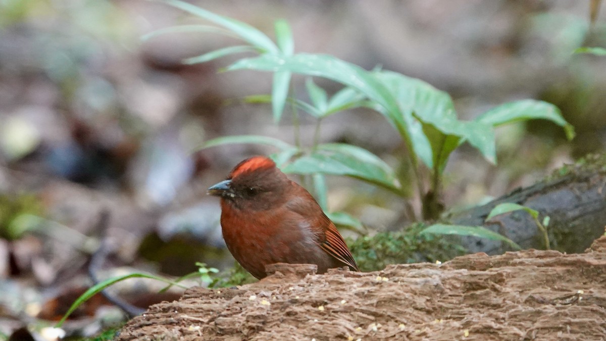 Red-crowned Ant-Tanager - ML644710132
