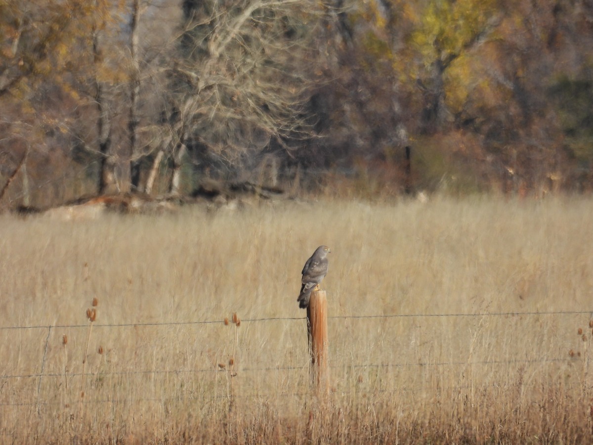 Northern Harrier - ML644710136