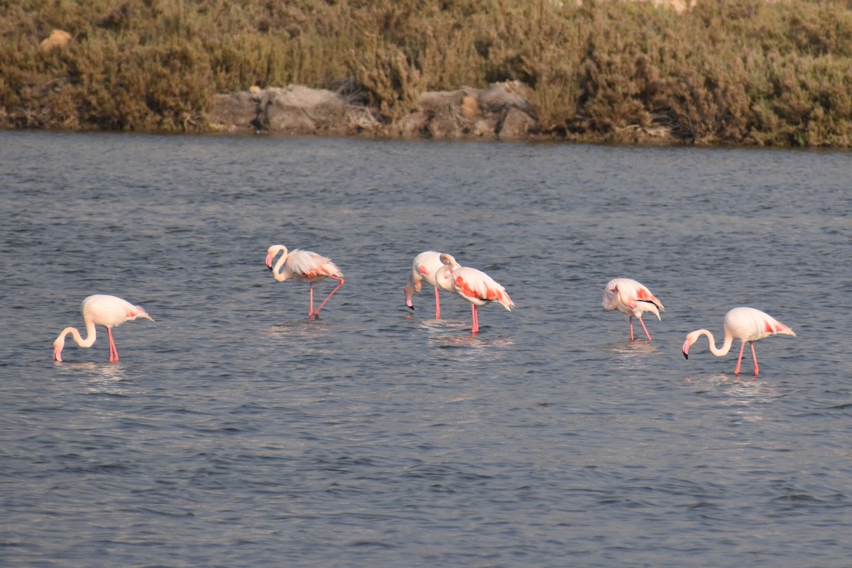 Greater Flamingo - ML644710139