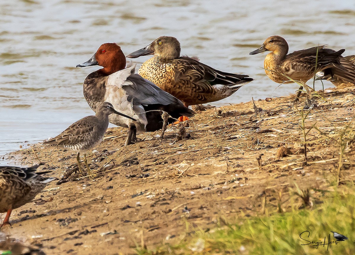 Long-billed Dowitcher - ML644710140