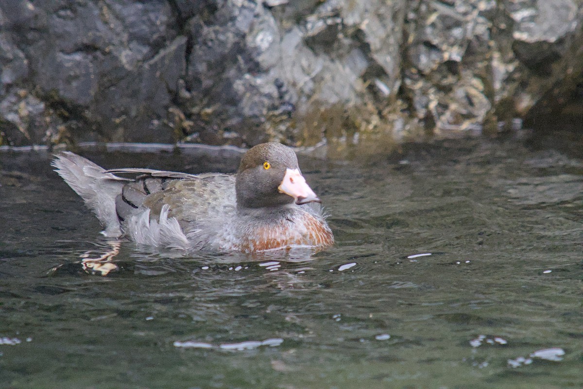 Blue Duck - ML644710141