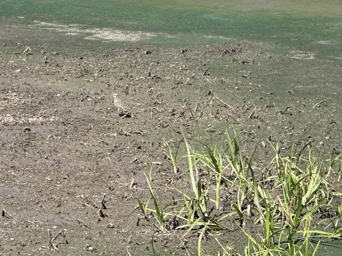 Least Sandpiper - ML644710142