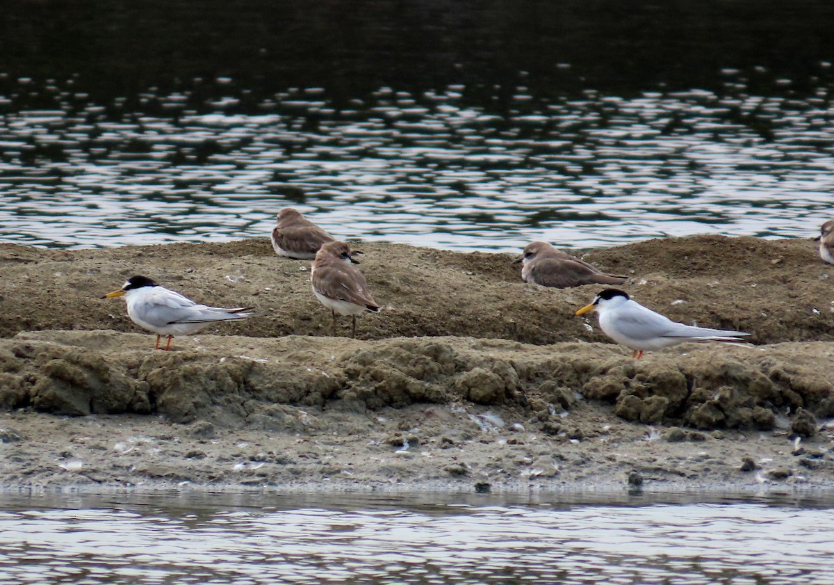 Little Tern - ML644710143