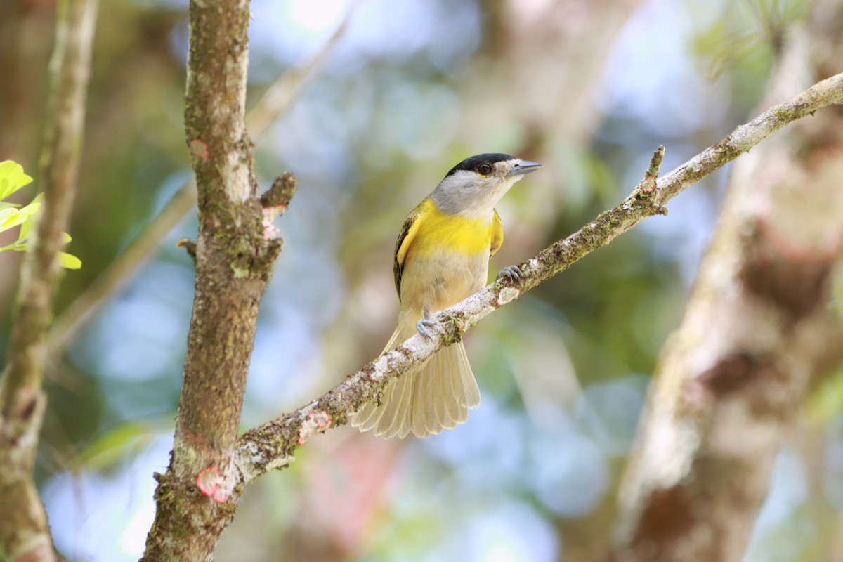 White-collared Swift - ML644710144