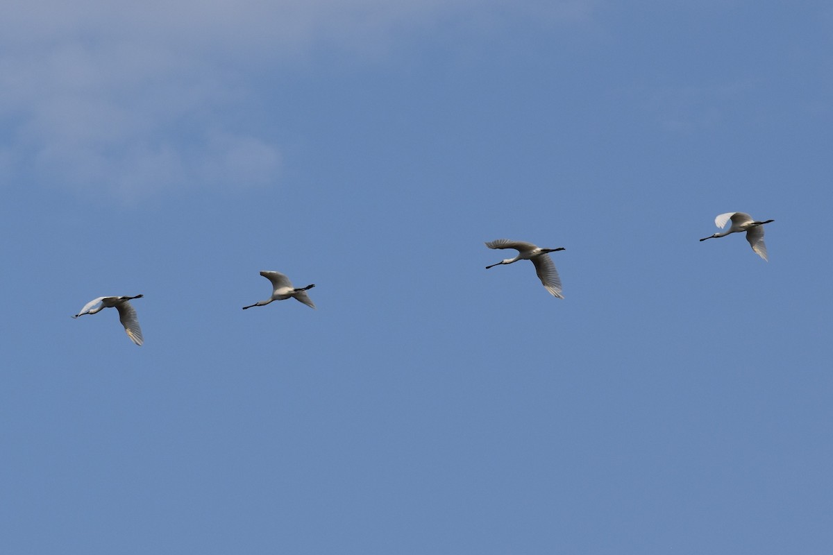 Eurasian Spoonbill - ML644710145