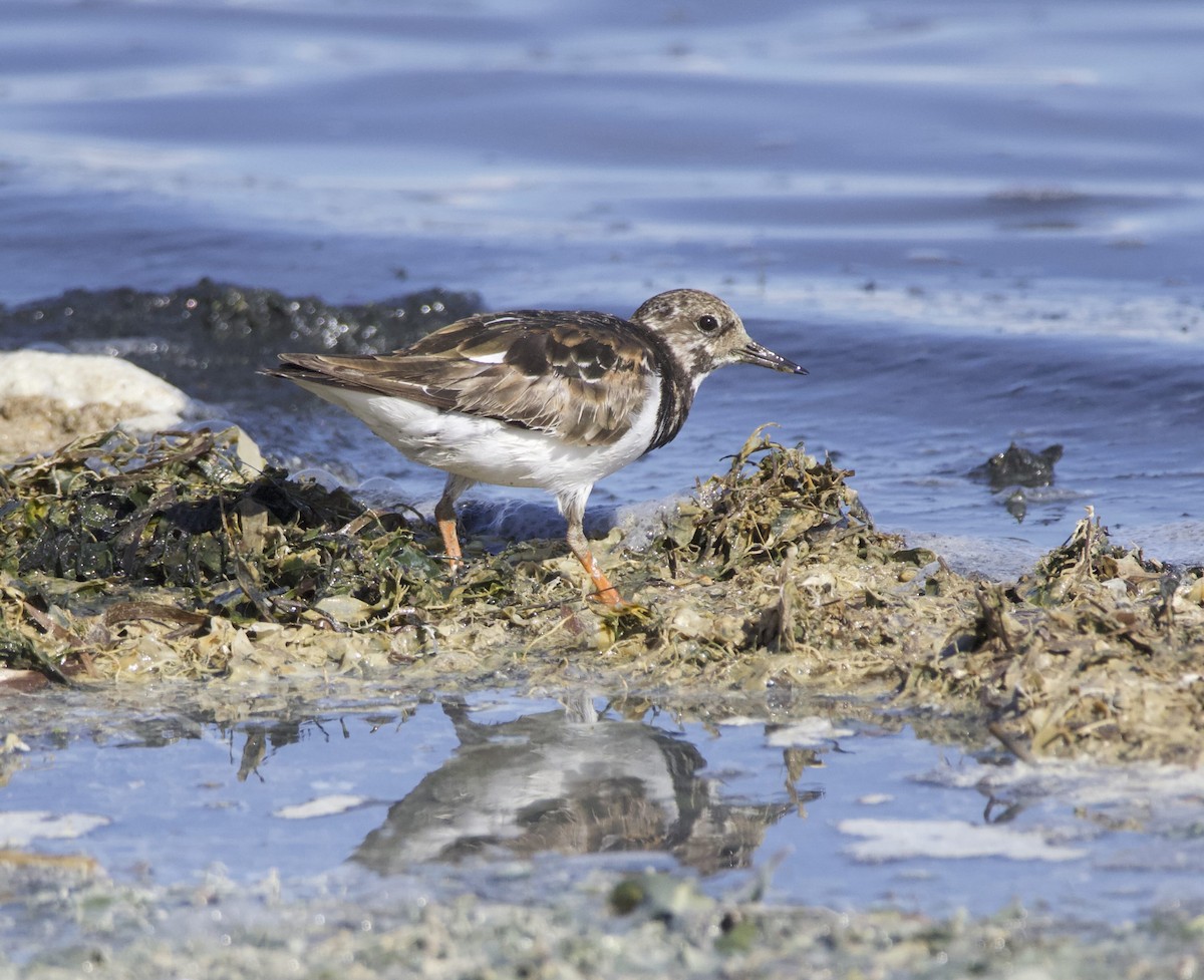 Ruddy Turnstone - ML644710146