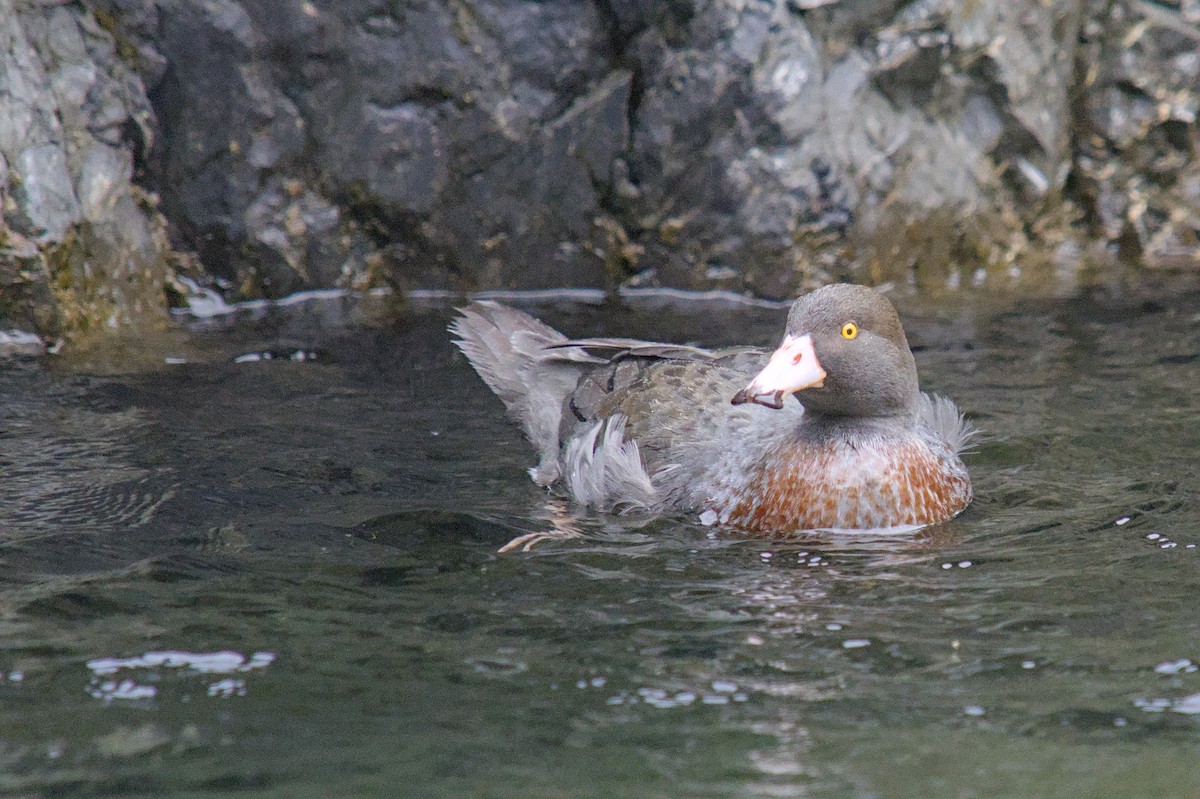 Blue Duck - ML644710147