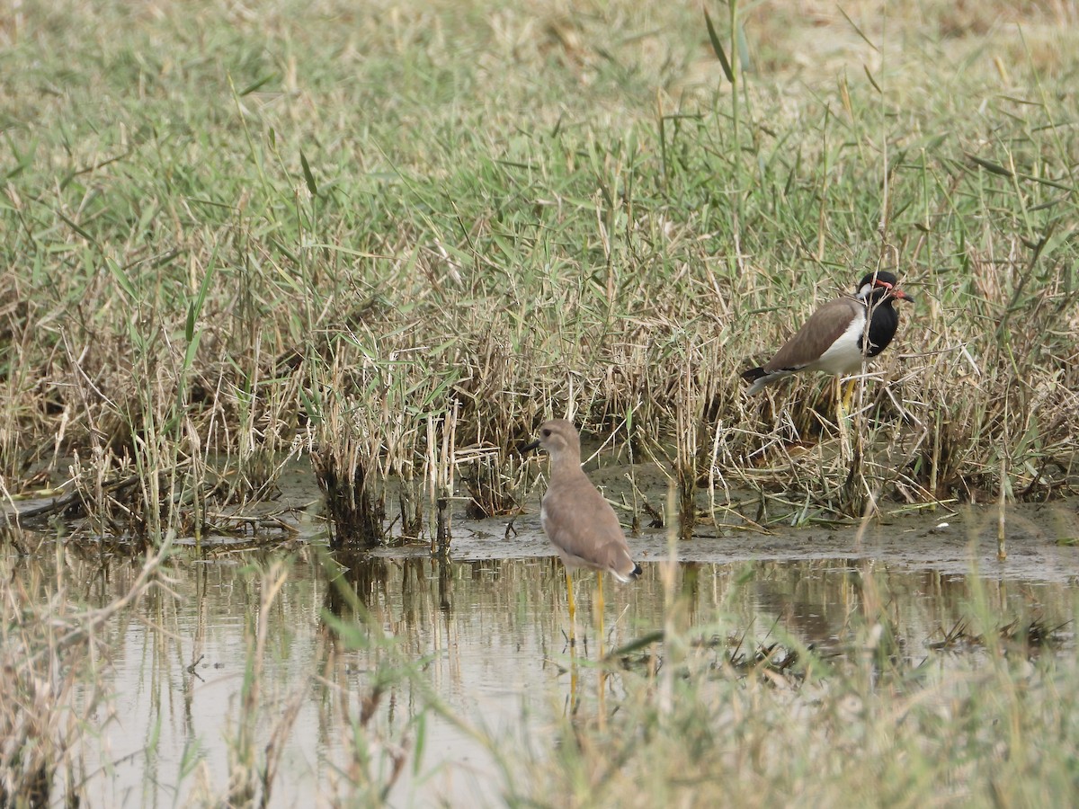 White-tailed Lapwing - ML644710148