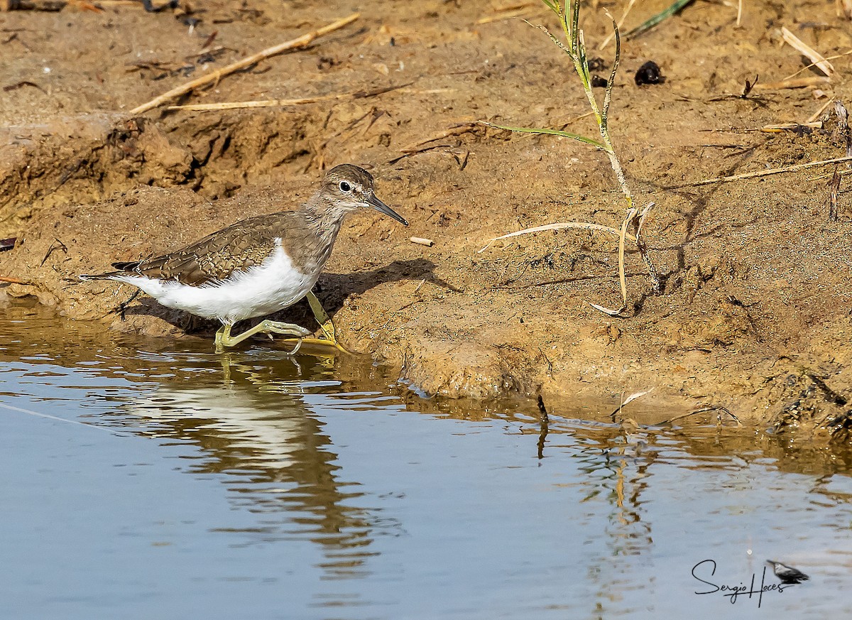 Common Sandpiper - ML644710149