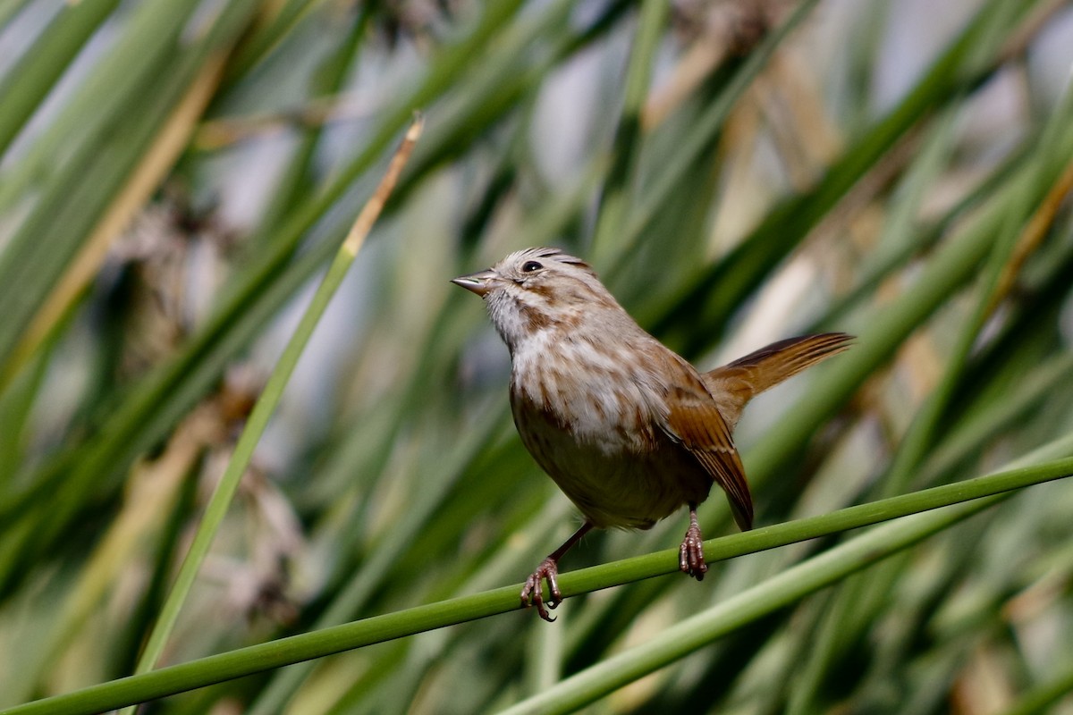 Song Sparrow - ML644710150