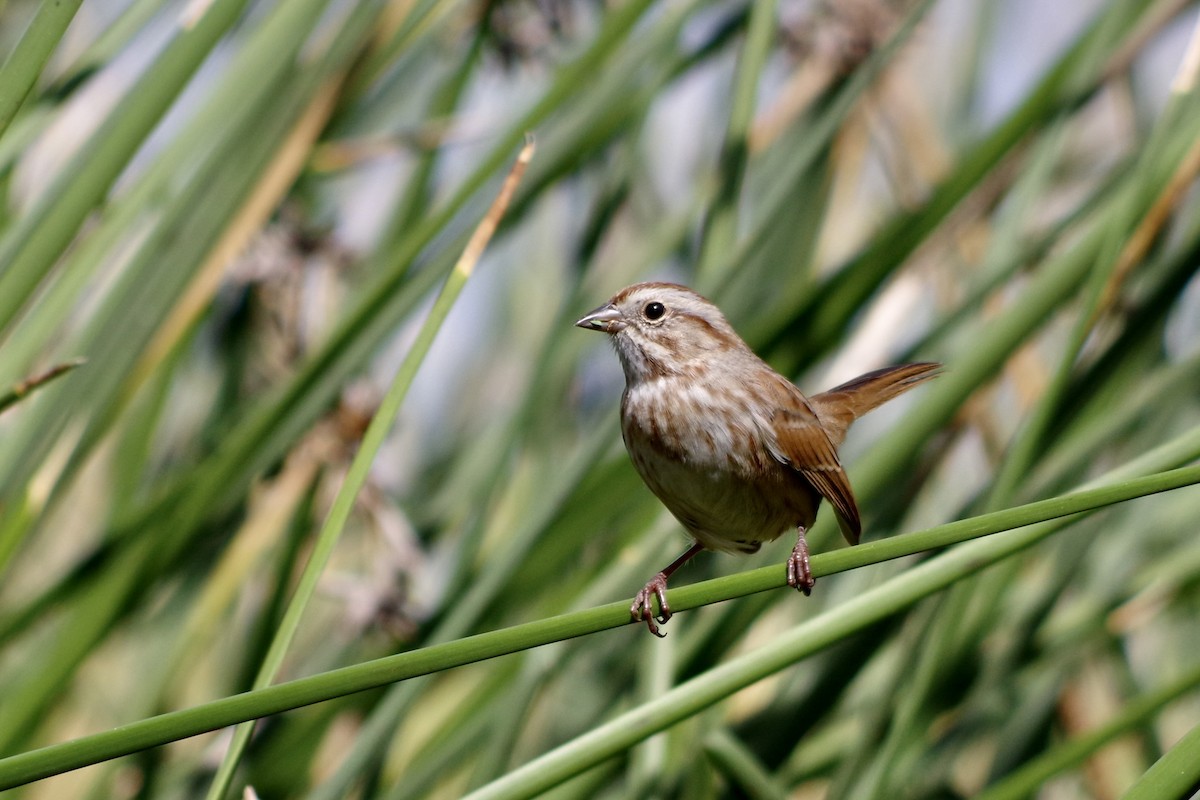Song Sparrow - ML644710151