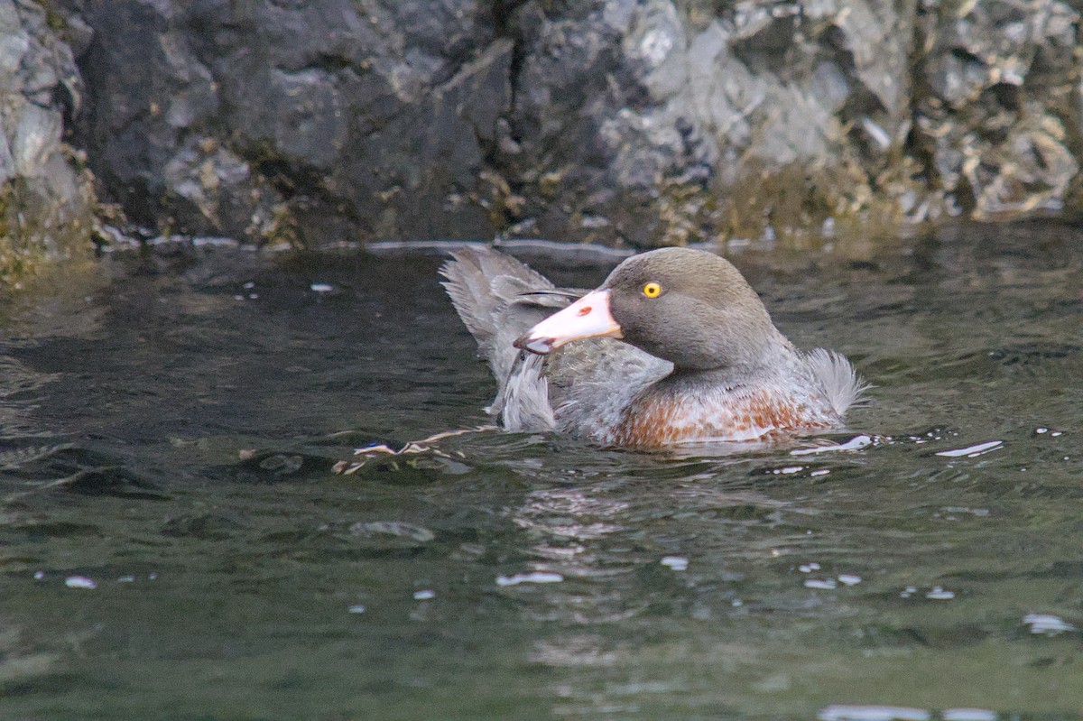 Blue Duck - ML644710152