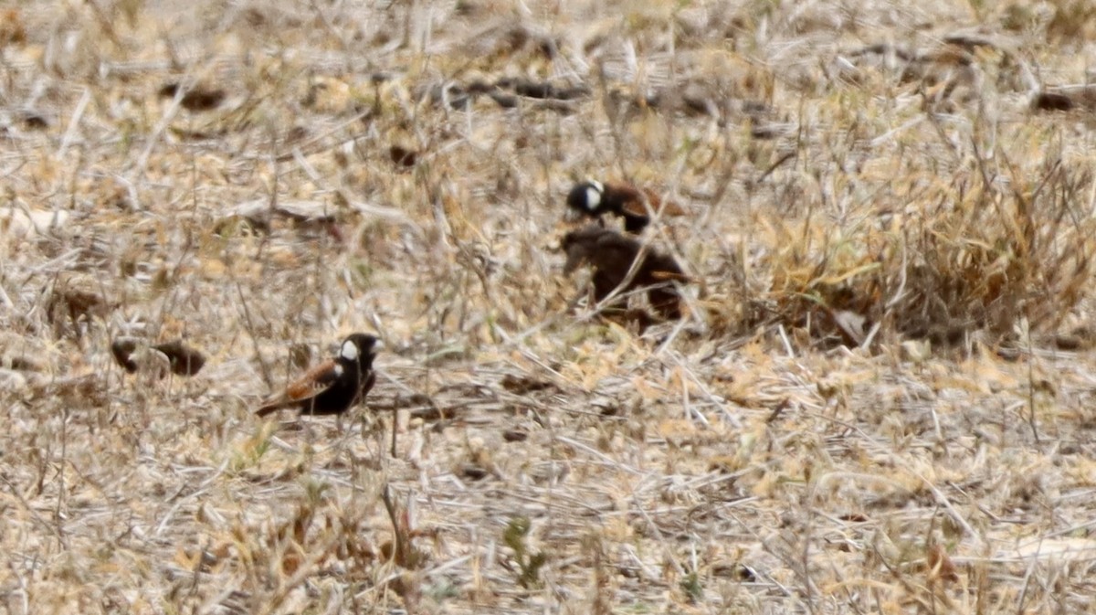 Chestnut-backed Sparrow-Lark - ML644710153