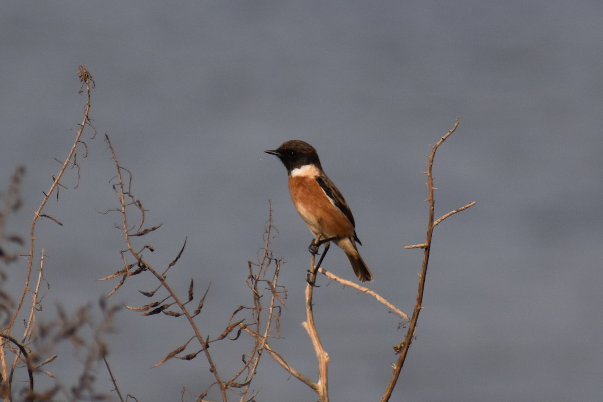 European Stonechat - ML644710154