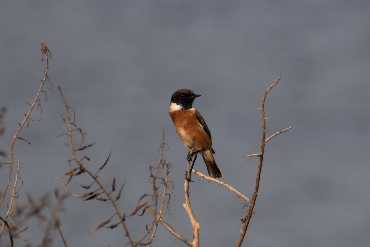 European Stonechat - ML644710155